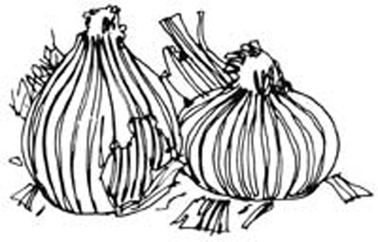 MOTHER EARTH NEWS syndicated features have appeared in over 100 newspapers, including this story on natural onion dye.